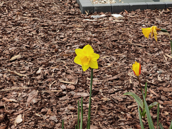 Trotz manueller Fokussierung per Touch hat das Oneplus 10 Pro die Blume nicht scharf gestellt. (Bild: Tobias Költzsch/Golem.de)